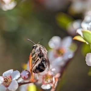 Lasioglossum (Chilalictus) sp. (genus & subgenus) at Bluetts Block (402, 403, 12, 11) - 18 Nov 2023 09:44 AM