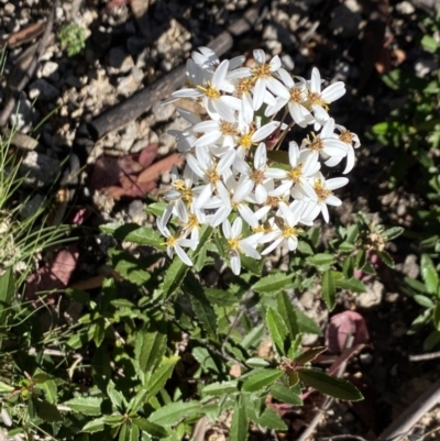 Olearia erubescens (Silky Daisybush) at Cobberas, VIC - 29 Dec 2021 by Jubeyjubes