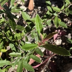 Olearia erubescens at Alpine National Park - 30 Dec 2021