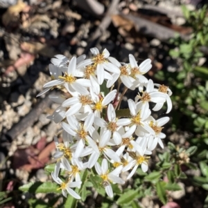 Olearia erubescens at Alpine National Park - 30 Dec 2021