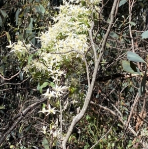 Clematis aristata at Alpine National Park - 30 Dec 2021 09:55 AM