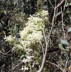 Clematis aristata at Alpine National Park - 30 Dec 2021 09:55 AM