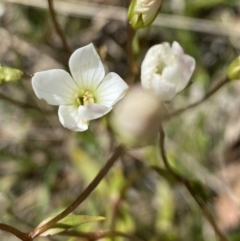 Gentianella polysperes (Early Forest-Gentian) at Cobberas, VIC - 29 Dec 2021 by Jubeyjubes