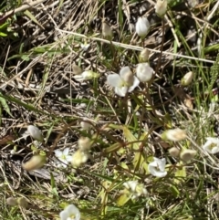 Gentianella polysperes at Alpine National Park - suppressed