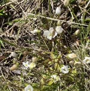 Gentianella polysperes at Alpine National Park - suppressed