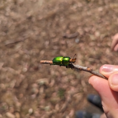 Lamprima aurata (Golden stag beetle) at Mawson Ponds - 18 Nov 2023 by stofbrew