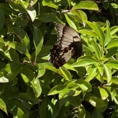 Papilio aegeus (Orchard Swallowtail, Large Citrus Butterfly) at QPRC LGA - 18 Nov 2023 by SteveBorkowskis