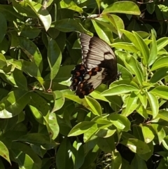 Papilio aegeus (Orchard Swallowtail, Large Citrus Butterfly) at Jerrabomberra, NSW - 18 Nov 2023 by SteveBorkowskis