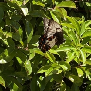Papilio aegeus at QPRC LGA - 18 Nov 2023