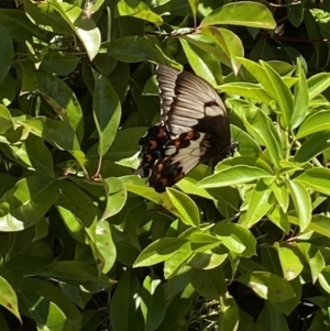 Papilio aegeus at QPRC LGA - suppressed