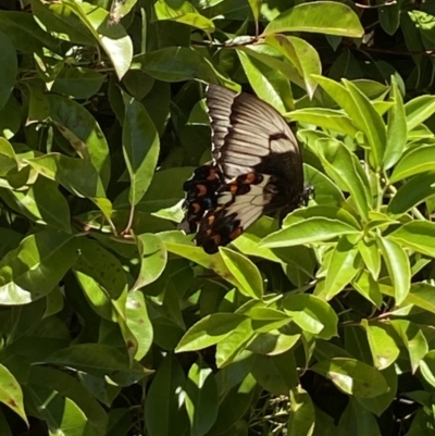 Papilio aegeus (Orchard Swallowtail, Large Citrus Butterfly) at QPRC LGA - 18 Nov 2023 by SteveBorkowskis