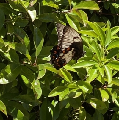 Papilio aegeus (Orchard Swallowtail, Large Citrus Butterfly) at Jerrabomberra, NSW - 18 Nov 2023 by SteveBorkowskis