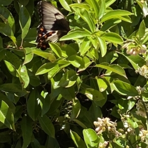 Papilio aegeus at QPRC LGA - suppressed