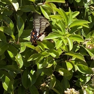 Papilio aegeus at QPRC LGA - 18 Nov 2023