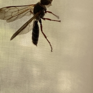 Tiphiidae (family) at Aranda, ACT - 31 Aug 2021