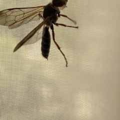 Tiphiidae sp. (family) (Unidentified Smooth flower wasp) at Aranda, ACT - 31 Aug 2021 by Jubeyjubes