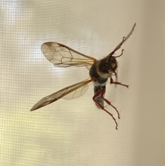 Tiphiidae (family) at Aranda, ACT - 31 Aug 2021