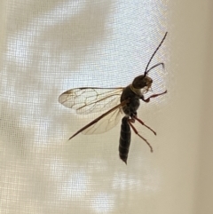 Tiphiidae (family) at Aranda, ACT - 31 Aug 2021