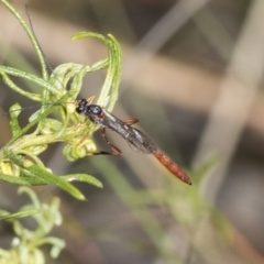 Heteropelma scaposum (Two-toned caterpillar parasite wasp) at Belconnen, ACT - 17 Nov 2023 by AlisonMilton