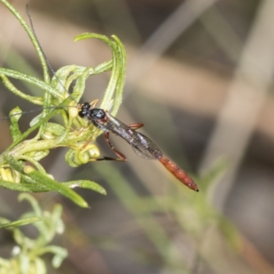 Heteropelma scaposum (Two-toned caterpillar parasite wasp) at Belconnen, ACT - 17 Nov 2023 by AlisonMilton