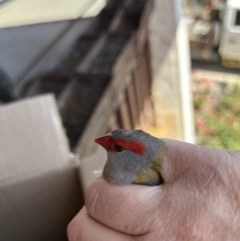 Neochmia temporalis (Red-browed Finch) at Gilmore, ACT - 18 Nov 2023 by Melmo