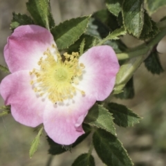 Rosa rubiginosa (Sweet Briar, Eglantine) at Fraser, ACT - 17 Nov 2023 by kasiaaus