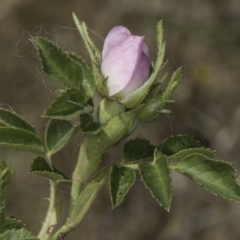 Rosa rubiginosa at Undefined Area - 17 Nov 2023 12:10 PM