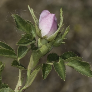 Rosa rubiginosa at Dunlop Grassland (DGE) - 17 Nov 2023