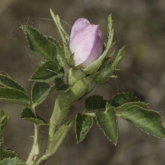 Rosa rubiginosa at Dunlop Grassland (DGE) - 17 Nov 2023