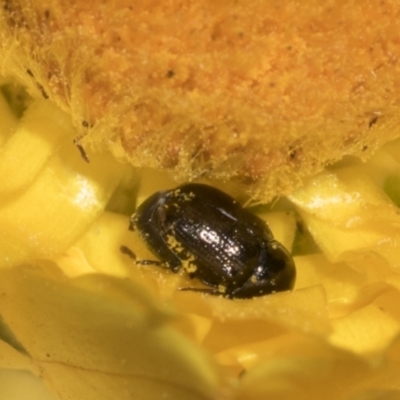 Unidentified Leaf beetle (Chrysomelidae) at The Pinnacle - 17 Nov 2023 by AlisonMilton