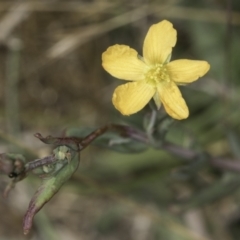 Hypericum gramineum (Small St Johns Wort) at Fraser, ACT - 17 Nov 2023 by kasiaaus