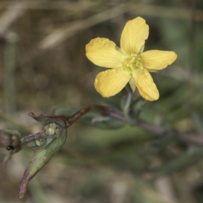 Hypericum gramineum (Small St Johns Wort) at Fraser, ACT - 17 Nov 2023 by kasiaaus