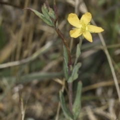 Hypericum gramineum at Undefined Area - 17 Nov 2023 11:48 AM