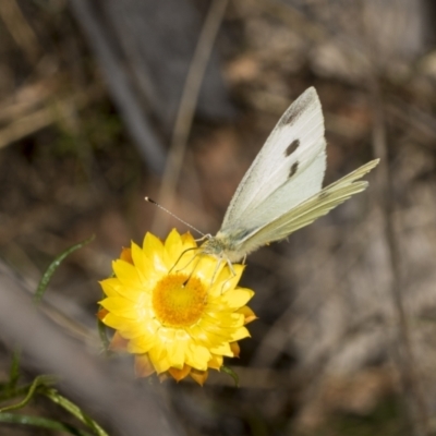Pieris rapae (Cabbage White) at Belconnen, ACT - 17 Nov 2023 by AlisonMilton