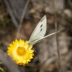 Pieris rapae at Pinnacle NR (PIN) - 18 Nov 2023 09:48 AM