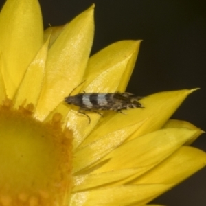 Glyphipterix chrysoplanetis at Pinnacle NR (PIN) - 18 Nov 2023