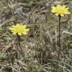 Hypochaeris radicata (Cat's Ear, Flatweed) at Dunlop Grasslands - 17 Nov 2023 by kasiaaus