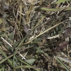 Hypochaeris radicata at Dunlop Grassland (DGE) - 17 Nov 2023
