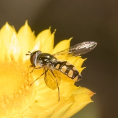 Melangyna viridiceps (Hover fly) at Belconnen, ACT - 17 Nov 2023 by AlisonMilton