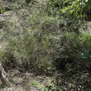 Olearia viscidula at Kangaroo Valley, NSW - 18 Nov 2023