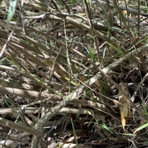 Olearia viscidula at Kangaroo Valley, NSW - 18 Nov 2023