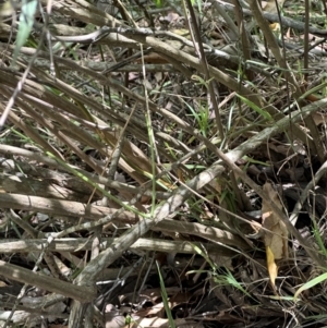 Olearia viscidula at Kangaroo Valley, NSW - suppressed