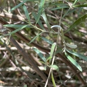 Olearia viscidula at Kangaroo Valley, NSW - 18 Nov 2023