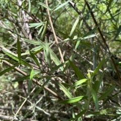 Olearia viscidula at Kangaroo Valley, NSW - 18 Nov 2023