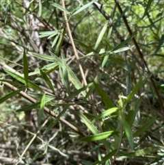 Olearia viscidula at Kangaroo Valley, NSW - suppressed