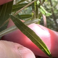 Olearia viscidula at Kangaroo Valley, NSW - 18 Nov 2023