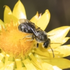 Lasioglossum (Chilalictus) lanarium (Halictid bee) at Pinnacle NR (PIN) - 18 Nov 2023 by AlisonMilton