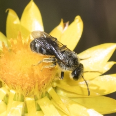 Lasioglossum (Chilalictus) lanarium (Halictid bee) at Belconnen, ACT - 17 Nov 2023 by AlisonMilton