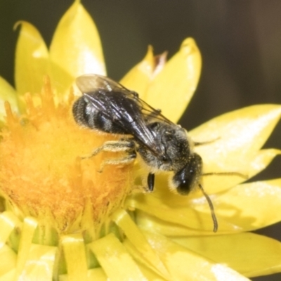 Lasioglossum (Chilalictus) lanarium (Halictid bee) at Pinnacle NR (PIN) - 18 Nov 2023 by AlisonMilton