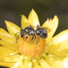 Lasioglossum (Chilalictus) lanarium at Undefined Area - 18 Nov 2023 09:55 AM